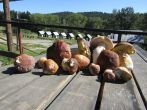 20p0321g.jpg