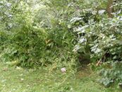 DSCF9506.jpg