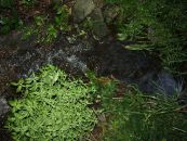 img_1229.jpg