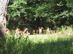IMG_4219.jpg